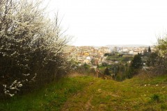 DSCN0696