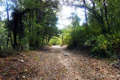 39_bosco-Frainone