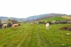 DSCN0661