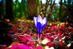 crocus