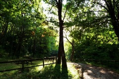 05_bosco-s.-Antonio