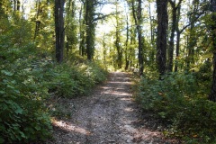 09_bosco-s.-Antonio