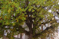 13_Motta-Montecorvino-quercia-di-san-Luca