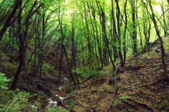 DSCN0110