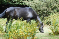 DSCN0126