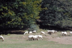 DSCN0130
