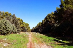 verso-Castel-del-Monte-3