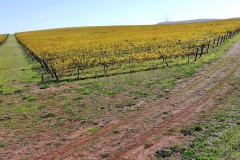 verso-Castel-del-Monte