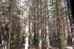 DSCN0186