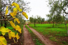 08_località-Reinella