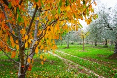 09_località-Reinella
