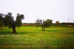 14_località-Quadroni-di-san-Giovanni