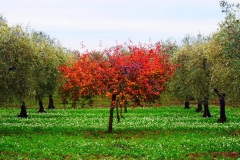 17_-località-Pozzo-delle-capre