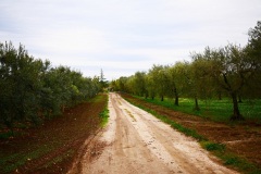 18_-località-Pozzo-delle-capre