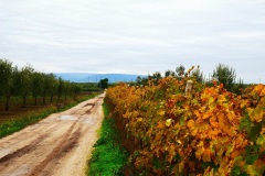 19_-località-Pozzo-delle-capre