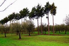 23_località-Mezzana-della-Terra