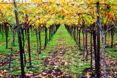 27_località-Mezzana-della-Terra