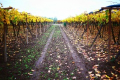 29_località-La-Castagna-incrocio-col-braccio-pozzo-delle-capre-triolo