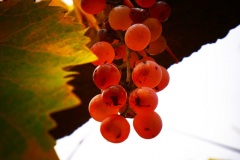 30_località-La-Castagna
