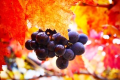 31_località-La-Castagna