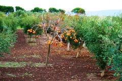 34_località-Le-Fornaci
