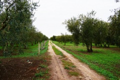 37_località-Mola