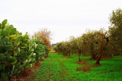 49_località-SantAndrea