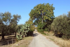 04_serra-Traversa